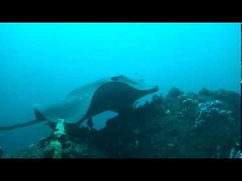 Smooth Stingray, Dasyatis brevicaudata